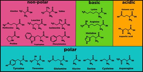 Amino Acid Structure Chart