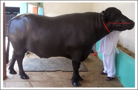 Dairy Farming: Murrah Buffalo Pictures