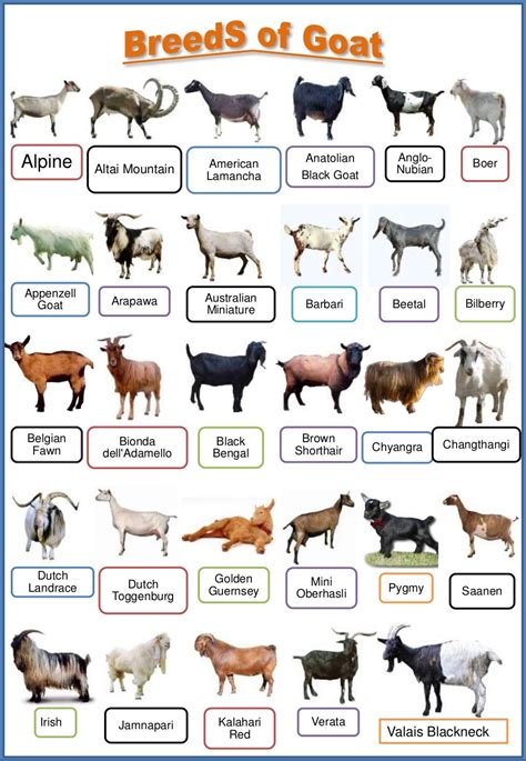 PPT on Breeds of Goat | Different Types of Goat