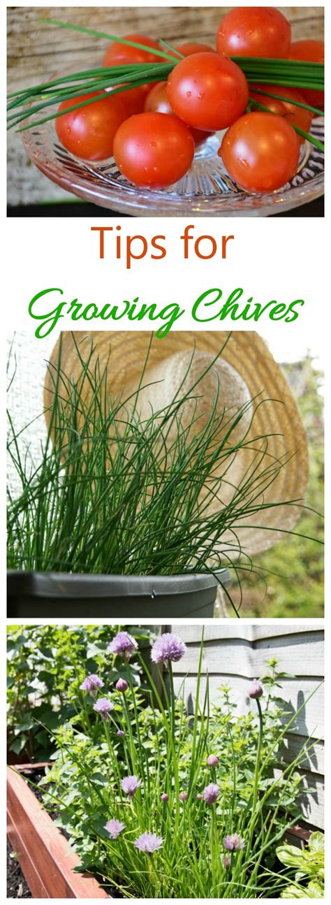 Growing Chives - How to Plant, Grow and Harvest Fresh Chives