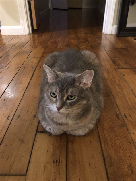 Pennyloaf : r/Catloaf