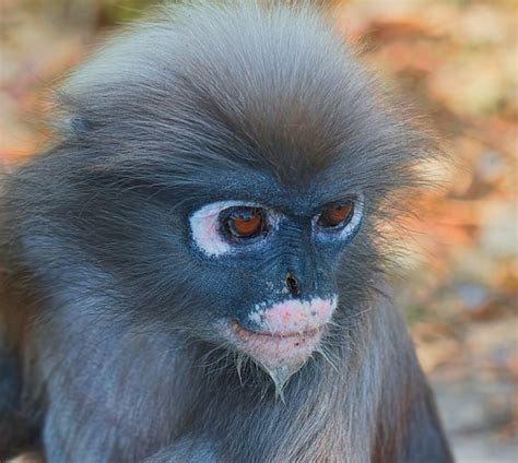 IMG_4174 dusky langur (adult) | Prachuap Khiri Khan, Thailan… | Flickr