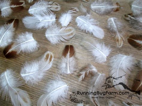 Cruelty Free Natural Feather Assortment For Crafts Qty 30 Size 1.5-2.5" - Running Bug Farm