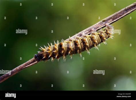 Caterpillar a Painted Lady butterfly (Vanessa cardui, Cynthia cardui ...