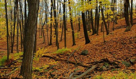 Temperate Broadleaf Forest - Travel the Biomes (Jones 2A/3A)