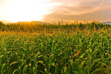 Premium Photo | Corn field in sunset