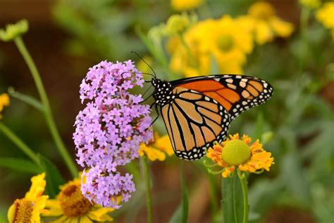 Visit the South Texas Botanical Gardens This Weekend | Mike Shaw Kia