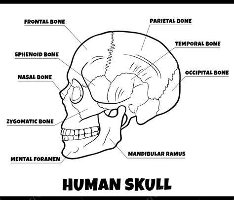 Black And White Illustration Of Human Skull Bones Anatomy Diagram, Skull Drawing, Rat Drawing ...