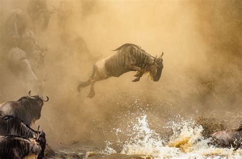 Mara River Wildebeest Crossing Game Drive - Kated