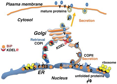 Relationship Between Endoplasmic Reticulum And Golgi