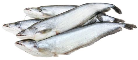 Boal Fish / Attu Vaala / Malli : Buy online | freshtohome.com