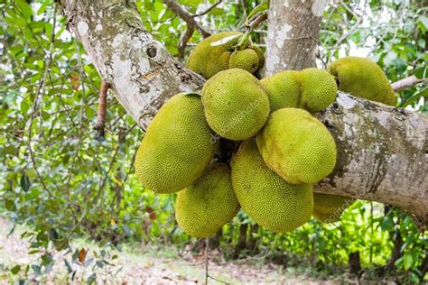 Jackfruit on Jackfruit tree — Stock Photo © jes2uphoto #47463419