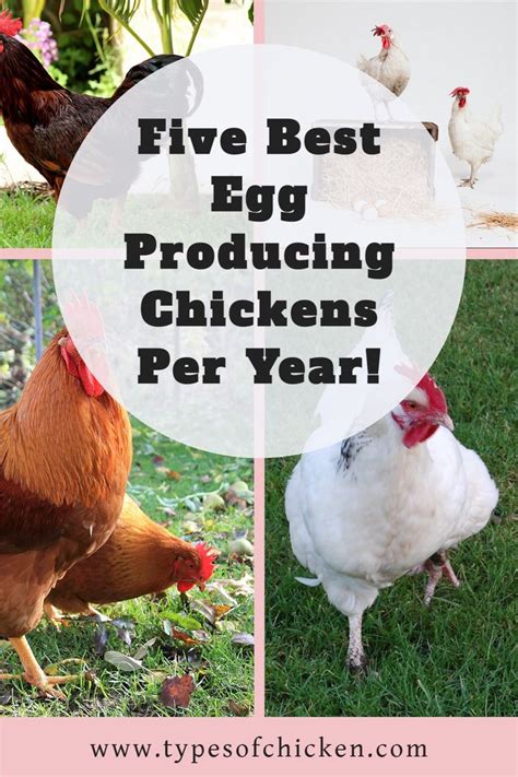 Best egg production chicken breeds - erostrategies