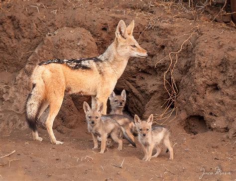 Jackal family | Black backed jackal, Animals, Puppies