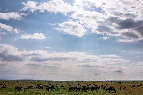 Wildebeest Migration - Free photo on Pixabay