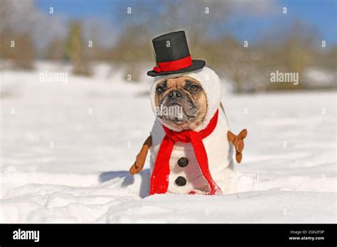 French Bulldog dog dressed up as snowman with funny full body suit ...