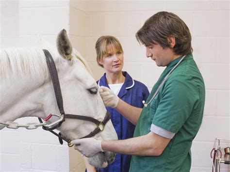 Best Equine Vet Schools - INFOLEARNERS