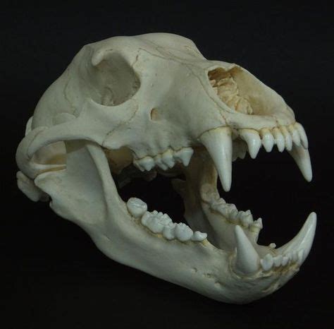 42 Best Grizzly Bear Skull images | Bear skull, Skull, Bear