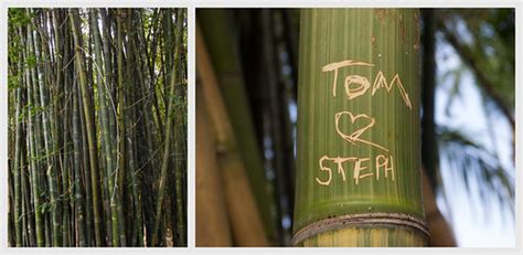 Bamboo Grove, Brisbane City Botanic Gardens | Salman Javed | Flickr