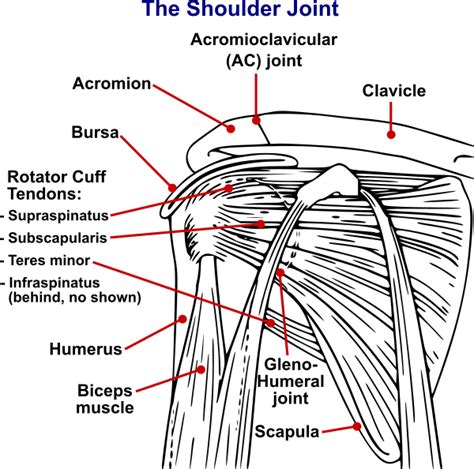 Gerber's Lift Off Test – Orthopedic Shoulder Examination - PHYSICAL ...