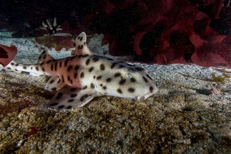 Galapagos Bullhead Shark | NatureRules1 Wiki | Fandom