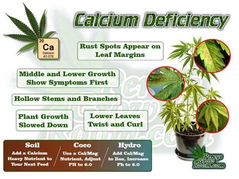 Calcium Deficiency in a Cannabis Plant - Percys Grow Room