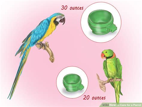 How to Care for a Parrot (with Pictures)