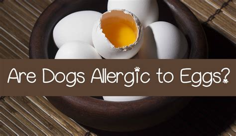 Egg Allergy in Dogs: How Common Is It? - DogVills