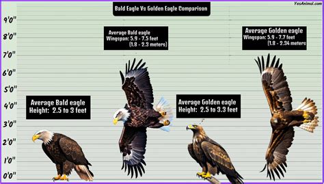 Bald Eagle Size Explained & Compared With Others | Yes Animal