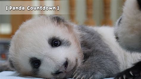 【Panda Countdown】Panda's Strange Sleeping Position | Panda Has A Bad ...