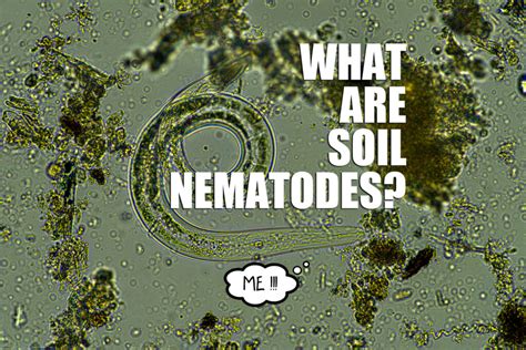 What are Soil Nematodes? | Killroy Pest Control