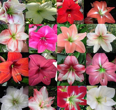 Stunning Hippeastrum Amaryllis Mixed Colour Flowering age, 10 Bulbs - Heddysue.com Hippeastrums ...