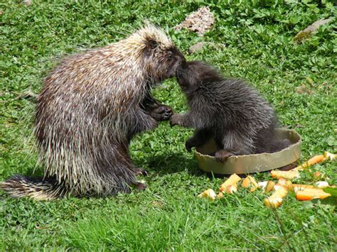 11 Prickly Facts about Porcupines | Mental Floss