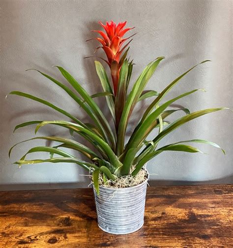 25 Stunning Indoor Bromeliad Pictures to Liven Your Home | Indoor ...