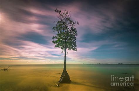 Mangrove, beach Photograph by Dh Sirirui - Pixels