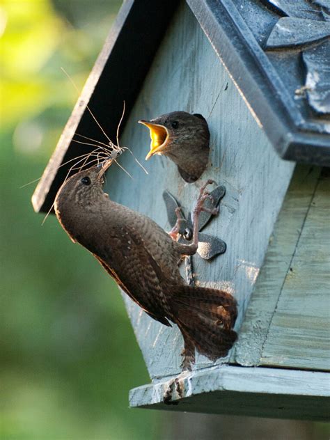 Insects for birds – Our Habitat Garden