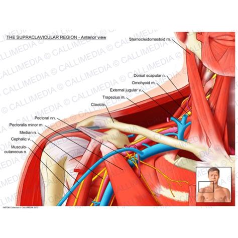 Supraclavicular region