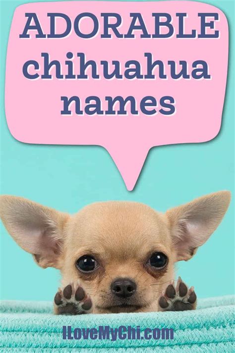 Adorable Chihuahua Names - I Love My Chi