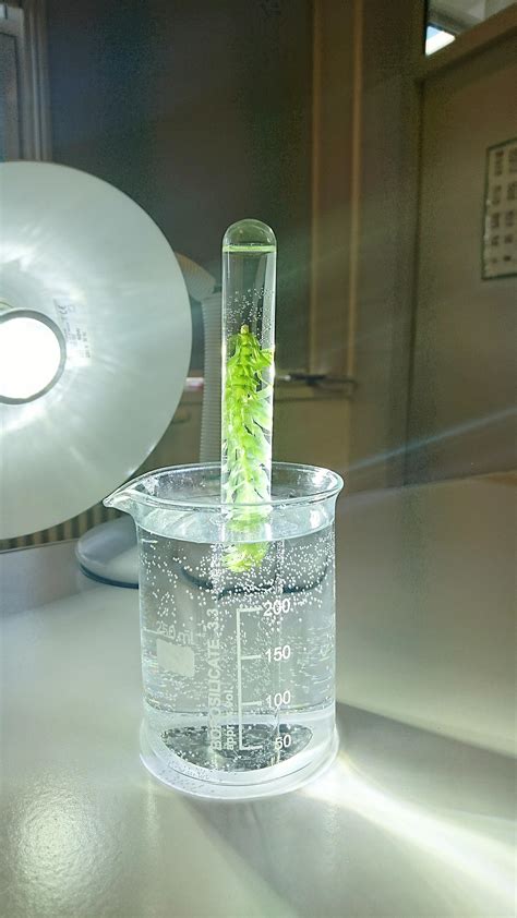 easy science experiment for kids