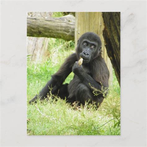 Baby Gorilla Snacking Postcard | Zazzle