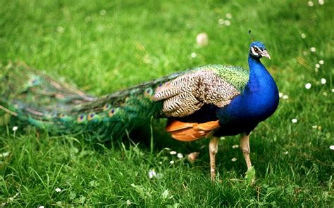 peacock, Bird, Colorful, 56 Wallpapers HD / Desktop and Mobile Backgrounds