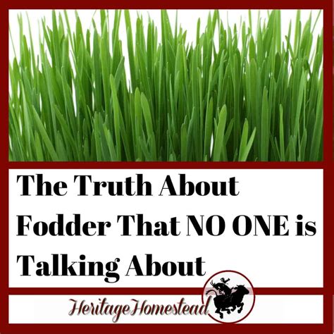 The Startling Truth About Fodder That NO ONE is Talking About