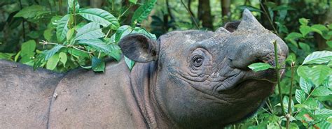 Sumatran Rhino | International Rhino FoundationInternational Rhino ...