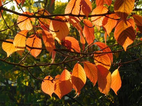 Autumn Cherry at Dawn | ObsessedByNature