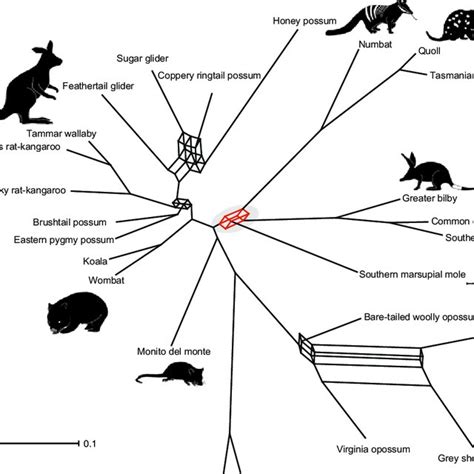 -The relationship between Dasyuromorphia, Peramelemorphia, and... | Download Scientific Diagram