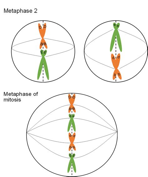 Meiosis: Metaphase II | Mitosis and Meiosis and the Cell Cycle - passel