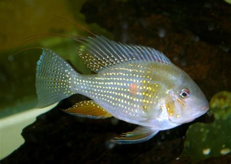 Threadfin Acara Care (Acarichthys heckelii) - Aquarium API