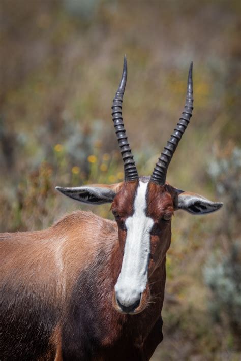 Brown and White Buck Animal · Free Stock Photo