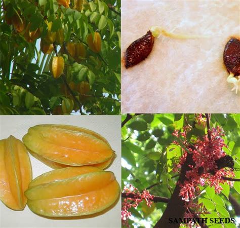 PLANTS DESCRIPTION: STAR FRUIT TREE