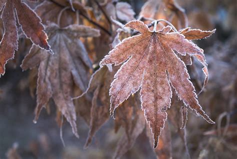 frost on the maple | Awoke to a frosted world this morning..… | liz ...